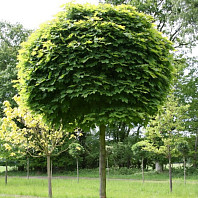 Клен остролистный Globosum